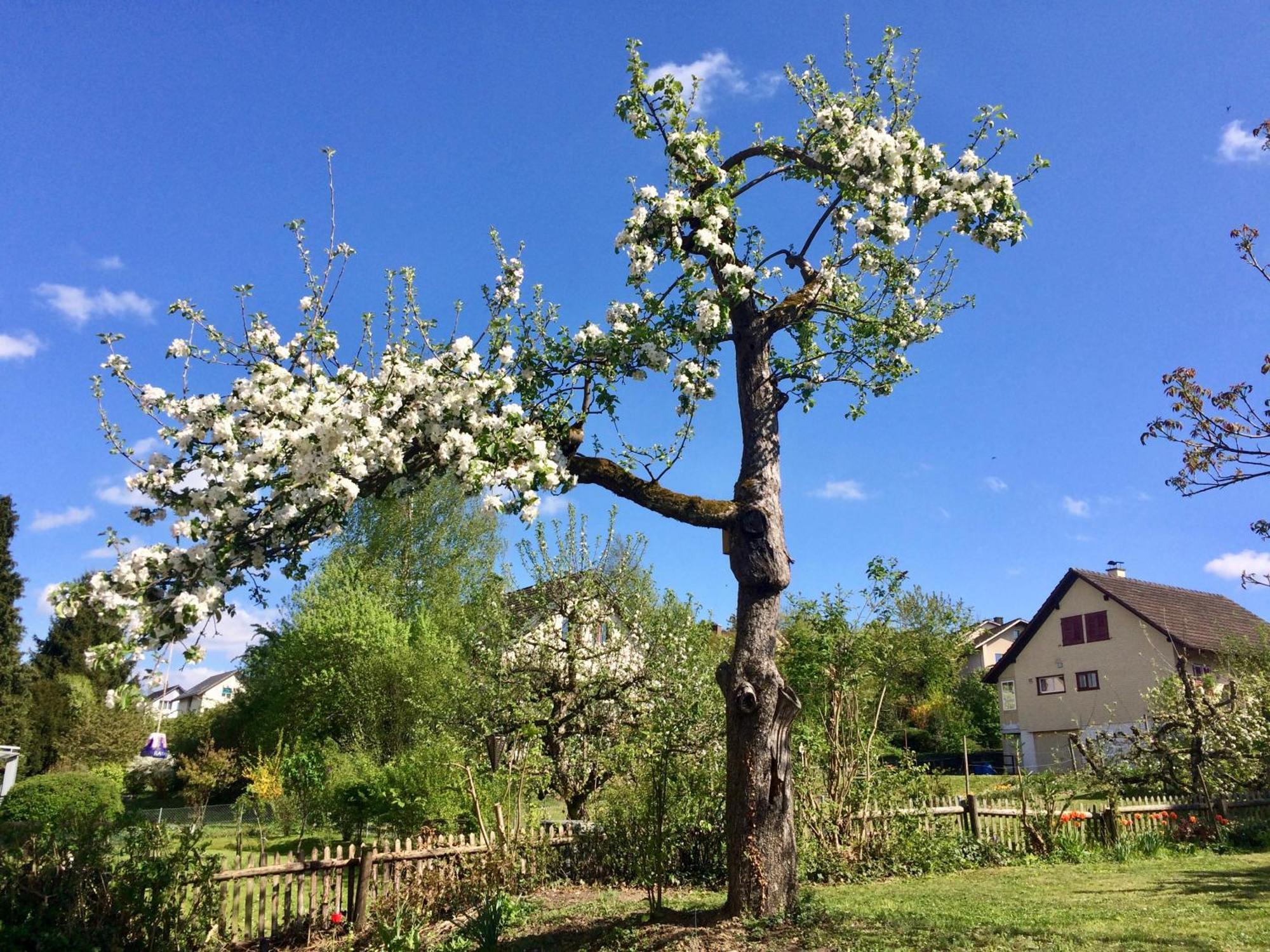 Guntli'S Family Guesthouse Andelfingen Экстерьер фото